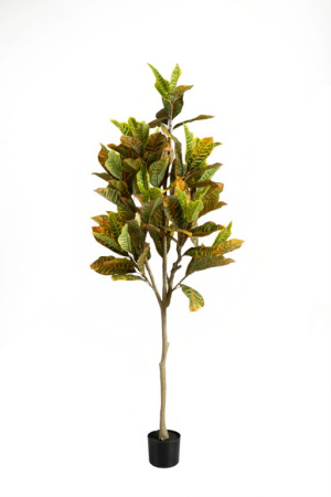 Кротон 120 см