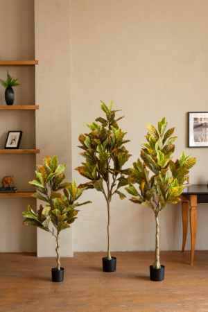 Кротон 120 см