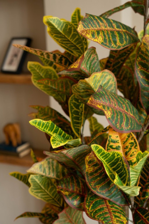 Кротон 120 см