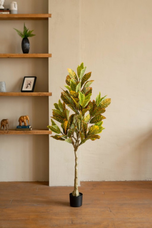 Кротон 120 см