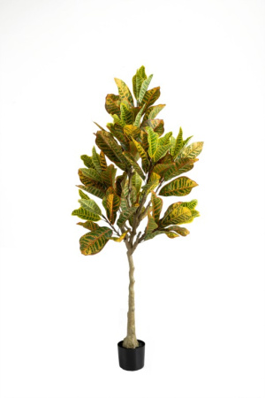 Кротон 120 см